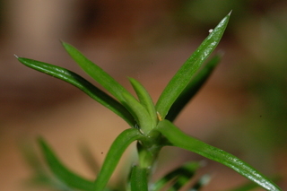 Phlox subulata, Creeping Phlox, leaf bud