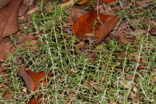 Phlox subulata, Creeping Phlox, plant