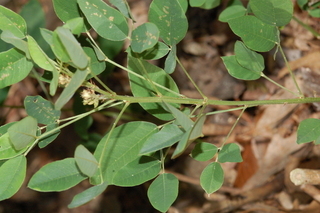 Lespedeza thunbergii, Alba, Bush clover, branching