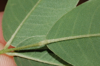 Lespedeza thunbergii, Alba, Bush clover, leaf base under
