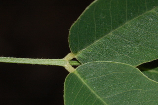 Lespedeza thunbergii, Alba, Bush clover, leaf base upper