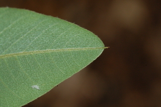 Lespedeza thunbergii, Alba, Bush clover, leaf tip under