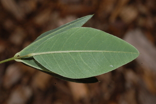 Lespedeza thunbergii, Alba, Bush clover, leaf under