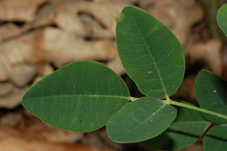 Lespedeza thunbergii, Alba, Bush clover, leaf upper