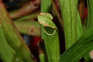 Sarracenia leucophylla, Pitcher plant, leaf