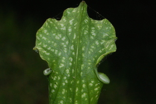 Sarracenia leucophylla, Pitcher plant, leaf tip
