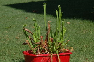 Sarracenia leucophylla, Pitcher plant, plant