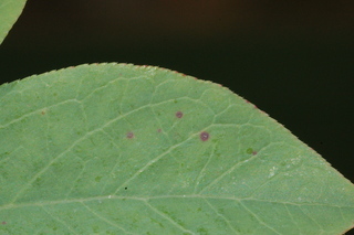 Vaccinium virgatum, leaf margin upper