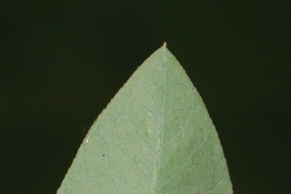 Vaccinium virgatum, leaf tip upper