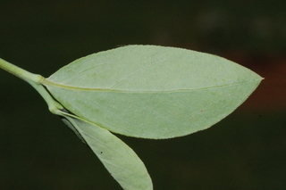 Vaccinium virgatum, leaf under