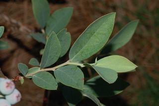 Vaccinium virgatum, leaf upper
