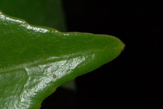 Camellia japonica, Japanese camellia, leaf tip upper
