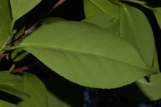 Camellia japonica, Japanese camellia, leaf under