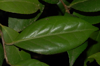 Camellia japonica, Japanese camellia, leaf upper