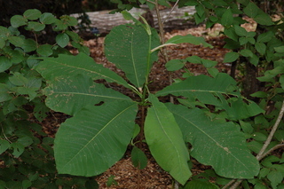 Magnolia obovata, White-bark magnolia, plant