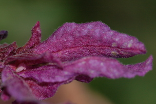 Lavandula stoechas, pedunculata, Passione, Red-flowered french lavander, flower