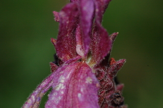 Lavandula stoechas, pedunculata, Passione, Red-flowered french lavander, flower center