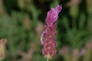 Lavandula stoechas, pedunculata, Passione, Red-flowered french lavander, inflorescence