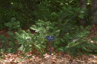 Torreya taxifolia, Stinking cedar, plant