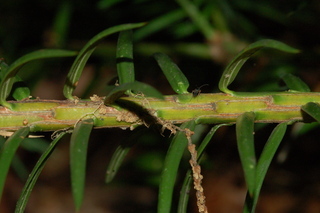 Torreya taxifolia, Stinking cedar, stem