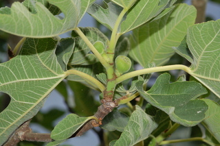 Ficus carica, Fig, branching