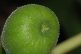 Ficus carica, Fig, flower, fruit