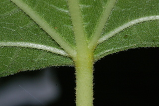 Ficus carica, Fig, leaf base under