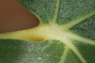 Ficus carica, Fig, leaf base upper
