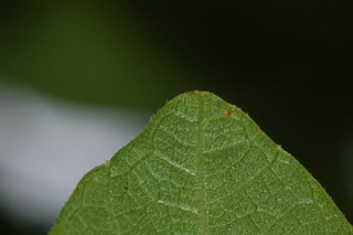 Ficus carica, Fig, leaf tip under