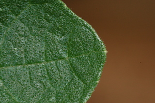 Ficus carica, Fig, leaf tip upper