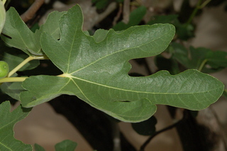 Ficus carica, Fig, leaf upper