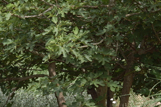 Ficus carica, Fig, plant