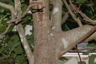 Ficus carica, Fig, stem