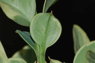 Buxus sempervirens, Variegatus, Variegated boxwood, leaf under