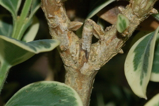 Buxus sempervirens, Variegatus, Variegated boxwood, stem