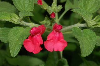 Stemodia lanata, Tomentose stemodia, flower