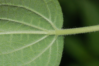 Stemodia lanata, Tomentose stemodia, leaf base under