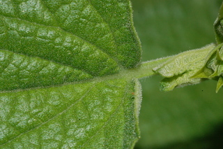 Stemodia lanata, Tomentose stemodia, leaf base upper