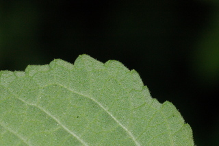 Stemodia lanata, Tomentose stemodia, leaf margin under