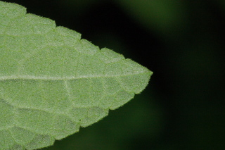 Stemodia lanata, Tomentose stemodia, leaf tip under