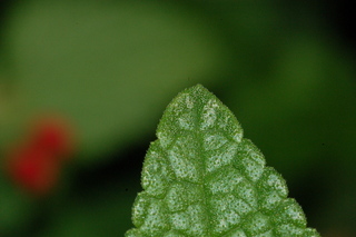 Stemodia lanata, Tomentose stemodia, leaf tip upper