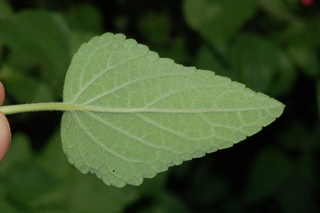Stemodia lanata, Tomentose stemodia, leaf under