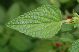 Stemodia lanata, Tomentose stemodia, leaf upper
