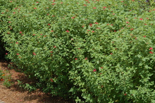 Stemodia lanata, Tomentose stemodia, plant