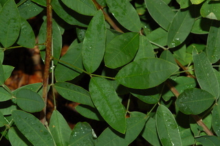 Lespedeza thunbergii, Spring grove, Shrub bushclover, branching