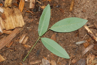 Lespedeza thunbergii, Spring grove, Shrub bushclover, leaf under
