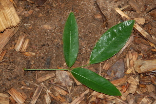 Lespedeza thunbergii, Spring grove, Shrub bushclover, leaf upper
