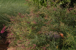 Lespedeza thunbergii, Spring grove, Shrub bushclover, plant