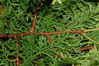 Thuja occidentalis, Rheingold, Rheingold eastern arborvitae, branching