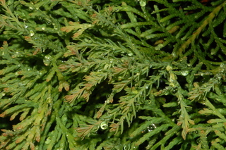 Thuja occidentalis, Rheingold, Rheingold eastern arborvitae, leaf